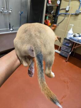 HoneyComb -  Mixed Breed Dog for Adoption in Douglasville, Georgia - HoneyComb | PetCurious