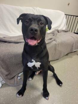 Rescue Cane Corso Dogs for Adoption in Fort Wayne, Indiana - ROYAL | PetCurious