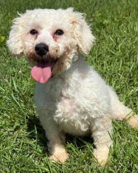 Keeley -  Bichon Frise Dog for Adoption in Malvern, Pennsylvania - Keeley | PetCurious
