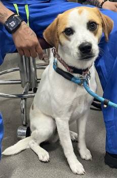 Beagle and Mixed Breed Dogs Available for Adoption - SLEIDER | PetCurious