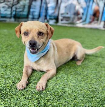 Snowflake -  Chihuahua and Mixed Breed Dog for Adoption in Ellijay, Georgia - Snowflake | PetCurious