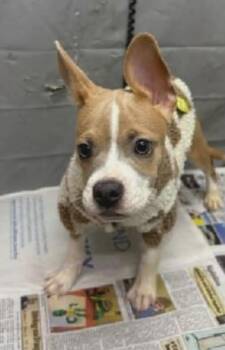 French Bulldog and American Staffordshire Terrier Dogs Available for Adoption - Jack | PetCurious