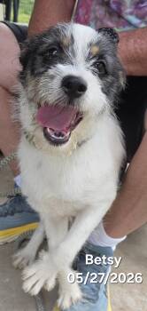 Jack Russell Terrier and Parson Russell Terrier Dogs Available for Adoption in Warren, Rhode Island - Betsy Ross | PetCurious
