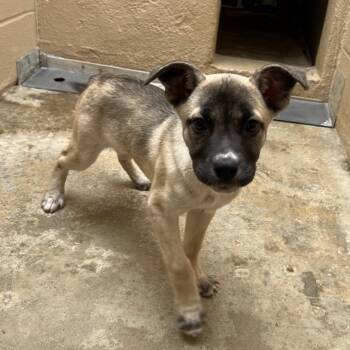 Jazmine DuBois -  Shepherd and Mixed Breed Dog for Adoption in Ojai, California - Jazmine DuBois | PetCurious