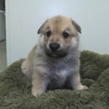 German Shepherd Dog and Mixed Breed Dogs Available for Adoption in Rifle, Colorado - Donna (26-1F-2) | PetCurious