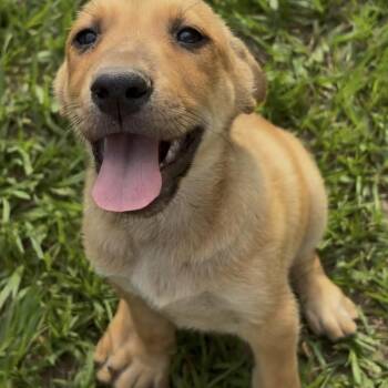 German Shepherd Dog Dogs Available for Adoption in Cleveland, Texas - Binx | PetCurious