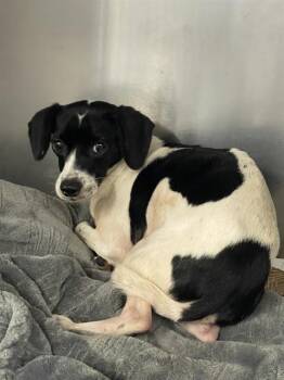 Parson Russell Terrier and Mixed Breed Dogs Available for Adoption in Tallahassee, Florida - STEWIE | PetCurious