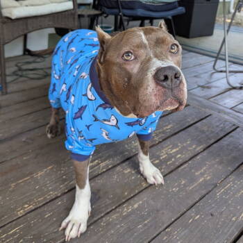 Rescue Pit Bull Terrier Dogs for Adoption in Dallas, Texas - Freyja | PetCurious