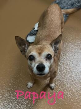 Chihuahua Dogs Available for Adoption in Fort Pierce, Florida - Papaya | PetCurious