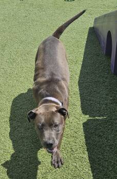 Soleil -  Pit Bull Terrier Dog for Adoption in Cleveland, Ohio - Soleil | PetCurious