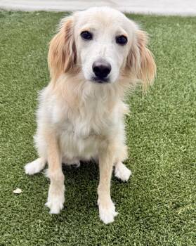 Dexter .... I am only 22 lbs -  Spaniel and Mixed Breed Dog for Adoption in Hondo, Texas - Dexter .... I Am Only 22 Lbs | PetCurious
