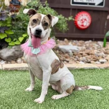 Katie -  Labrador Retriever and Pit Bull Terrier Dog for Adoption in Fairfield, Connecticut - Katie | PetCurious