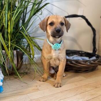 Labrador Retriever and German Shepherd Dog Dogs Available for Adoption in Friendswood, Texas - Jacque The Silly Guy | PetCurious