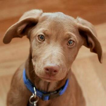 Apollo -  Labrador Retriever Dog for Adoption in Concord, California - Apollo | PetCurious