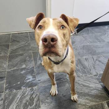 Goose -  Catahoula Leopard Dog and Terrier Dog for Adoption in Clearwater, Florida - Goose | PetCurious