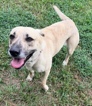 Honey -  Mixed Breed Dog for Adoption in Carthage, North Carolina - Honey | PetCurious
