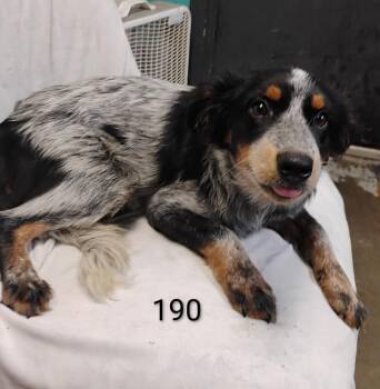 Libby #190 -  Australian Cattle Dog Blue Heeler Dog for Adoption in New Lexington, Ohio - Libby #190 | PetCurious