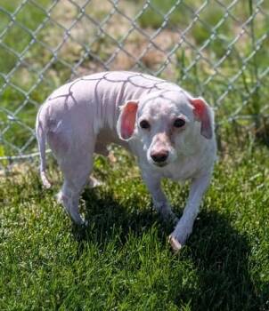 Quincy -  Mixed Breed Dog for Adoption in Missoula, Montana - Quincy | PetCurious