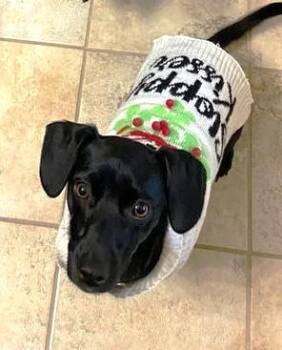 Rescue Dachshund and Chihuahua Dogs for Adoption in Conroe, Texas - Goliath | PetCurious