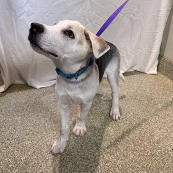 IVHS-Stray-144341 -  Husky Dog for Adoption in San Gabriel, California - IVHS-Stray-144341 | PetCurious
