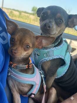 Chihuahua Dogs Available for Adoption in Manhattan, Kansas - Chica | PetCurious