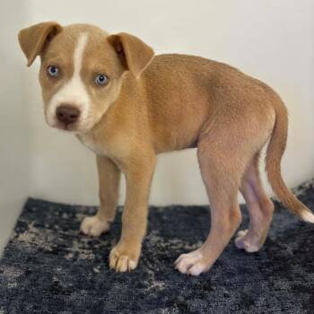 Weimaraner and Mixed Breed Dogs Available for Adoption in Belleville, Illinois - Toven | PetCurious