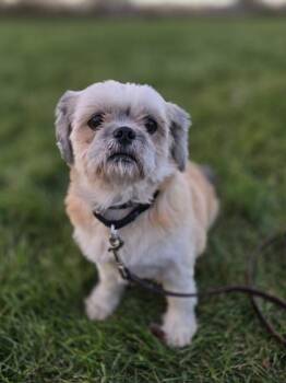 Rescue Shih Tzu Dogs for Adoption in Woodstock, Illinois - Jet | PetCurious