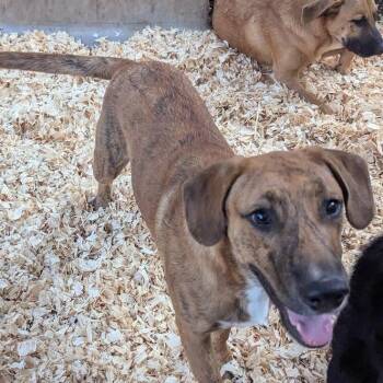 BRYER -  Mixed Breed Dog for Adoption in Fosters, Alabama - BRYER | PetCurious