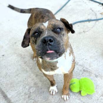 Pixie -  Mixed Breed Dog for Adoption in Michigan City, Indiana - Pixie | PetCurious