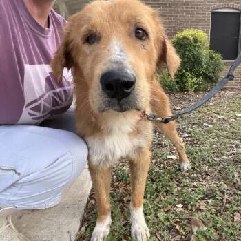 Harry -  Golden Retriever and Great Pyrenees Dog for Adoption in San Antonio, Texas - Harry | PetCurious