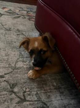 Rosie -  Mixed Breed Dog for Adoption in Churchville, New York - Rosie | PetCurious