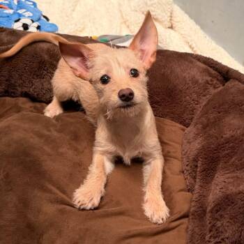 Hope -  Terrier Dog for Adoption in Sonoma, California - Hope | PetCurious