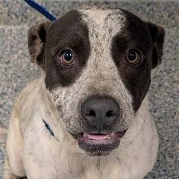 Jacob -  Mixed Breed Dog for Adoption in Greenville, South Carolina - Jacob | PetCurious
