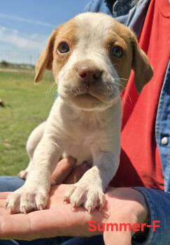 Cattle Dog Dogs Available for Adoption in Palos Heights, Illinois - Summer | PetCurious