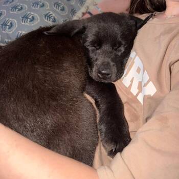 Shepherd Dogs Available for Adoption in Raleigh, North Carolina - Frank | PetCurious