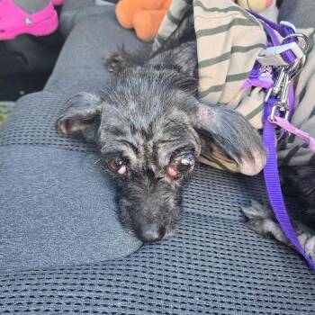 Mixed Breed Dogs Available for Adoption in Martinsburg, West Virginia - Stormy | PetCurious
