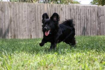 Jet -  Pomeranian Dog for Adoption in New Albany, Ohio - Jet | PetCurious