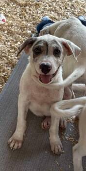 Rescue Labrador Retriever and Great Pyrenees Dogs for Adoption in Broken Arrow, Oklahoma - Rocky | PetCurious