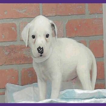 New Haven -  American Staffordshire Terrier Dog for Adoption in Tacoma, Washington - New Haven | PetCurious