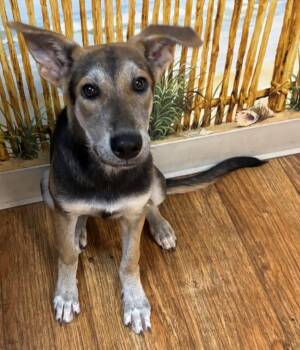 Pari -  Mixed Breed Dog for Adoption in Ocala, Florida - Pari | PetCurious