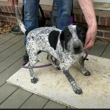 Hound and Mixed Breed Dogs Available for Adoption - Serenity | PetCurious
