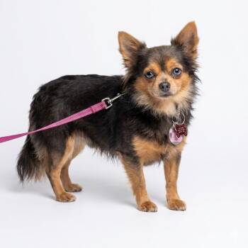 Chihuahua Dogs Available for Adoption in Shakopee, Minnesota - Gigi | PetCurious