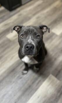 Beau -  Pit Bull Terrier Dog for Adoption in Sadler, Texas - Beau | PetCurious