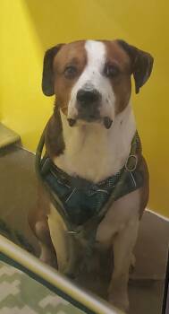 Rescue Mixed Breed Dogs for Adoption in Kansas City, Missouri - Max | PetCurious