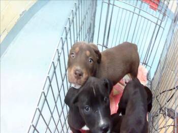 Labrador Retriever and Mixed Breed Dogs Available for Adoption in Tulsa, Oklahoma - A182495 | PetCurious