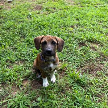 Taffy -  Mixed Breed Dog for Adoption in Mebane, North Carolina - Taffy | PetCurious