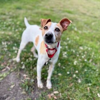 Parker Sunday Stroll -  Portuguese Podengo and Jack Russell Terrier Dog for Adoption in Friendswood, Texas - Parker Sunday Stroll | PetCurious