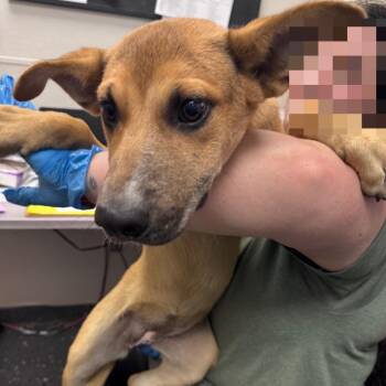 Carter Faith -  Mixed Breed Dog for Adoption in Columbiana, Alabama - Carter Faith | PetCurious