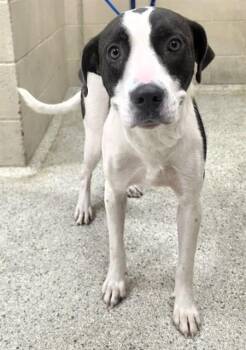 TRIXIE -  Pit Bull Terrier and Mixed Breed Dog for Adoption in Conroe, Texas - TRIXIE | PetCurious