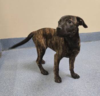 Selena -  Pit Bull Terrier Dog Available for Adoption in Suffolk, Virginia - Selena | PetCurious